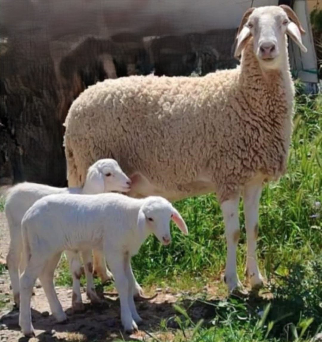 Visites pédagogiques